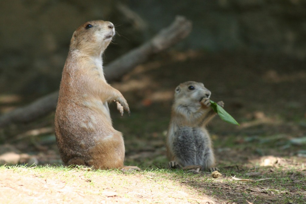 Chien de prairie marmotte